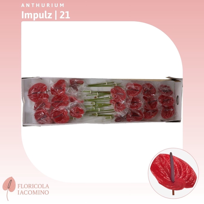<h4>Anthurium Impulz</h4>
