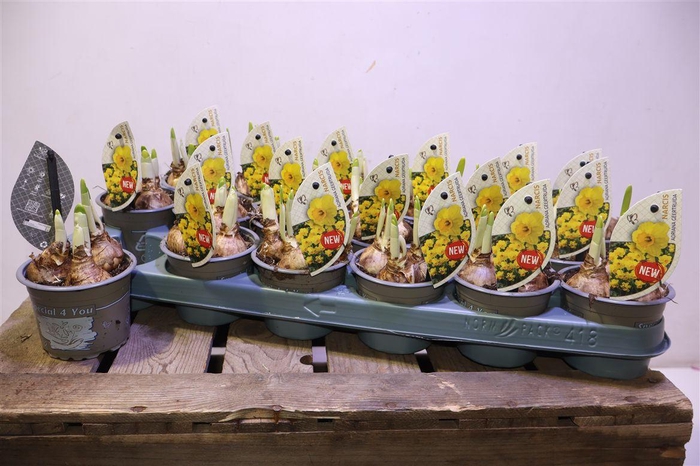 <h4>arr8 Narc C Adria Geertru</h4>