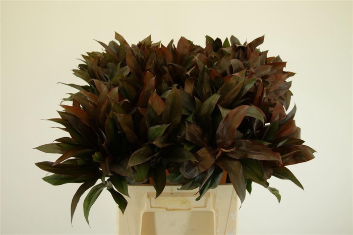 <h4>Cordyline Compacta</h4>