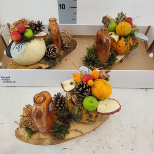 CUCURBITA OV