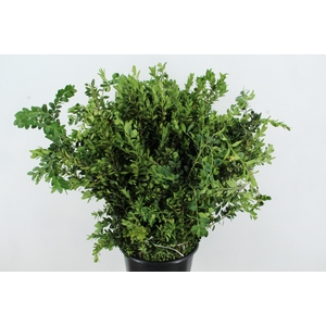 BUXUS SEMPERVIRENS 400GR