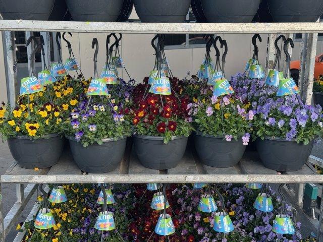 <h4>VIO CO END GEM</h4>