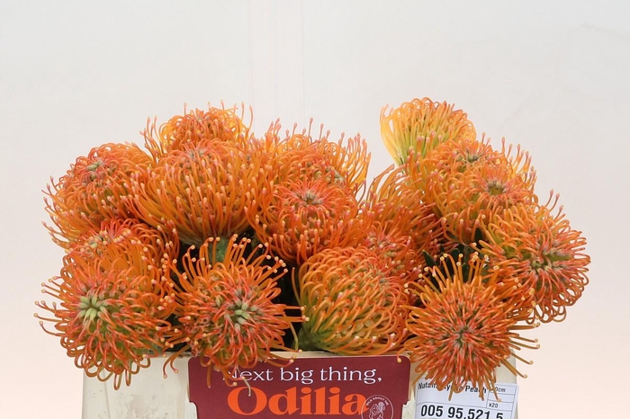 <h4>Nutans Ayoba Peach</h4>