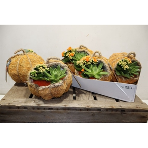 arr8 Arr Kamerpl In Kokosdraad Pumpkin