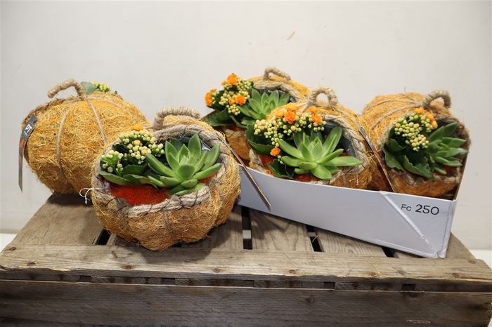 <h4>arr8 Arr Kamerpl In Kokosdraad Pumpkin</h4>