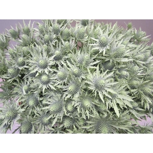 Eryn Orion Licht Groen L50