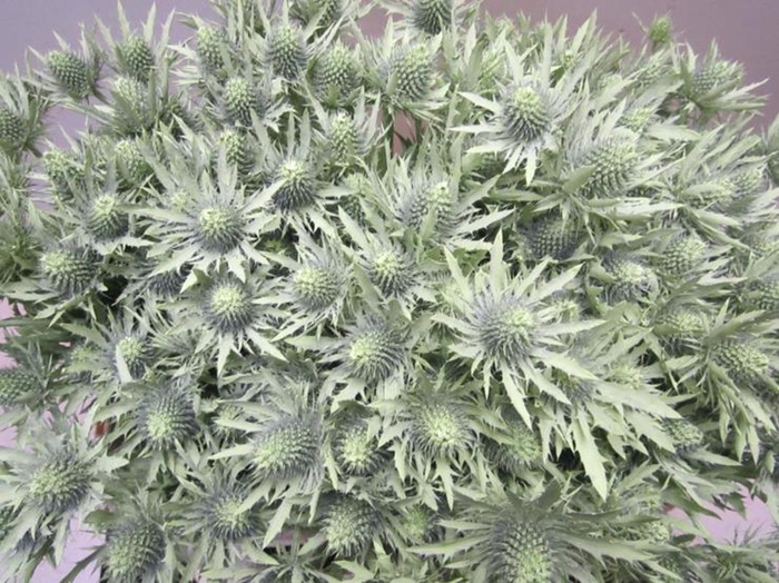 <h4>Eryn Orion Licht Groen L50</h4>