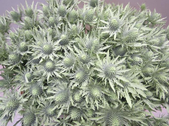 <h4>Eryn Orion Licht Groen L50</h4>