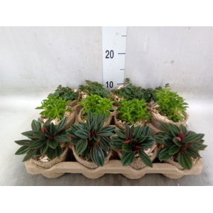 Arr.   Kamerplant Groen L%