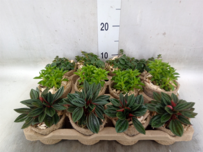 <h4>Arr.   Kamerplant Groen L%</h4>