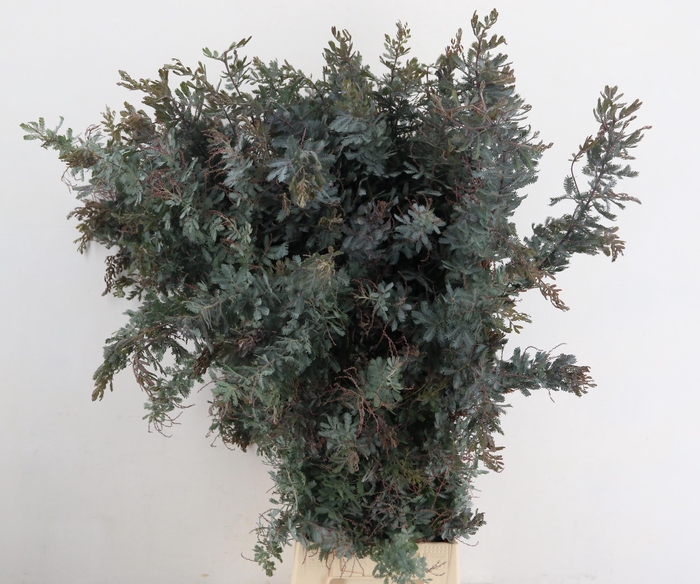 <h4>ACACIA BL B PURP BS</h4>