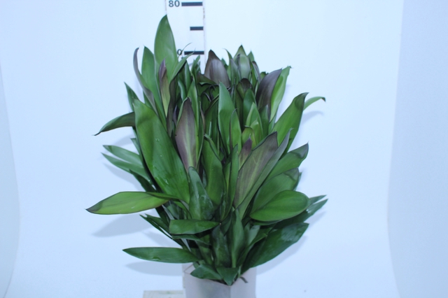 FOLHAGEM DRACENA VERDE