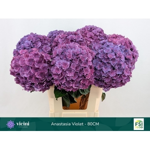 Hydrangea  'Royal Anastasia Blue'