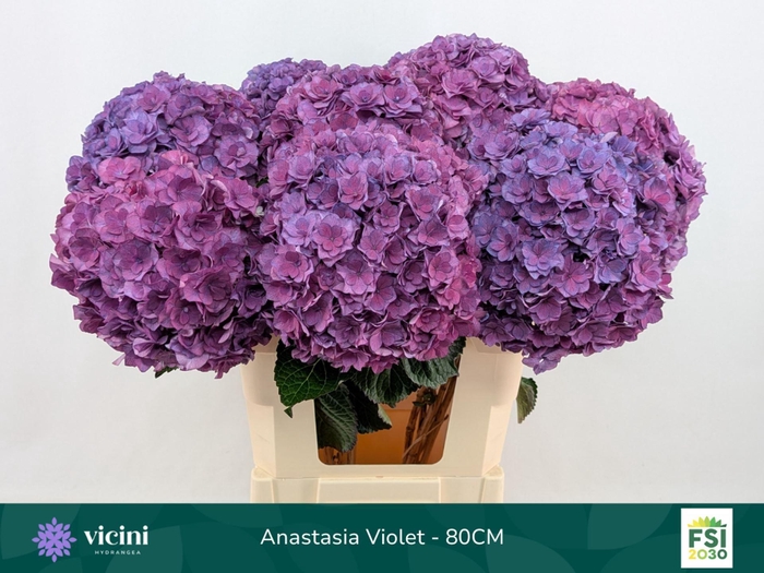 <h4>Hydrangea  'Royal Anastasia Blue'</h4>