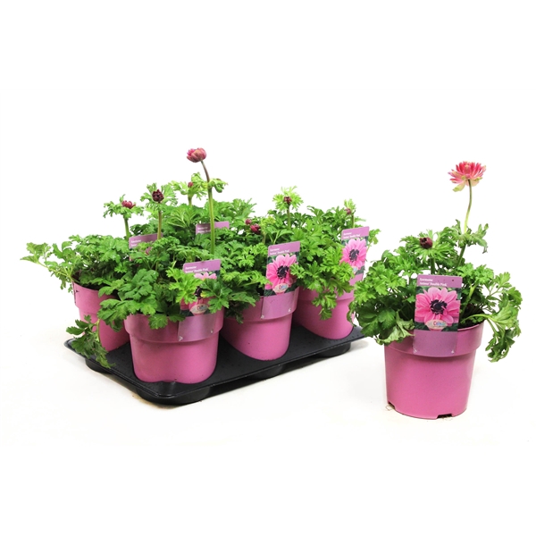 <h4>Anemone Animo Double Pink</h4>