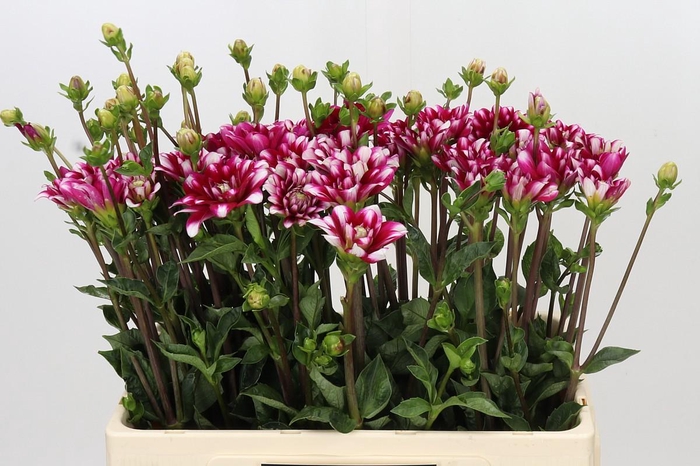 Dahlia Fiorentina