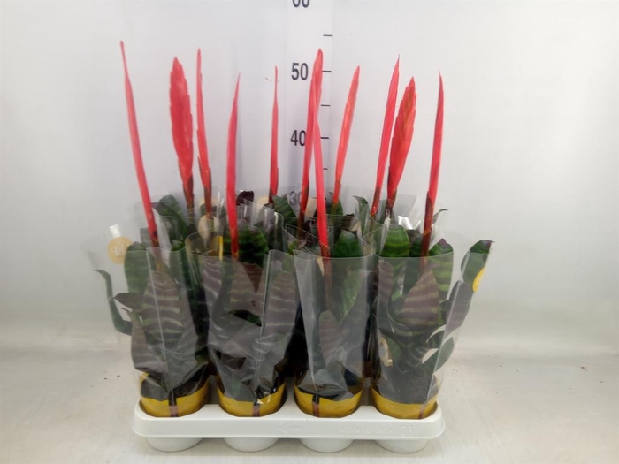 <h4>Vriesea  'Era'</h4>