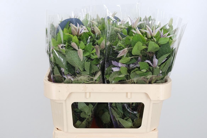 <h4>Clem Amazing Miami</h4>