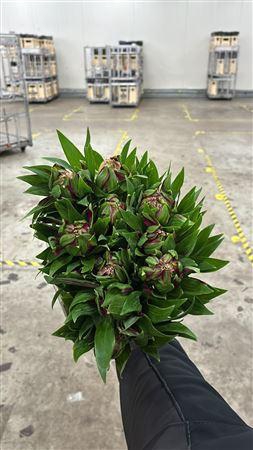 <h4>ALSTROEMERIA ASTRONOVA LIBRA</h4>