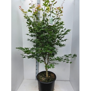 Acer palmatum Osakazuki