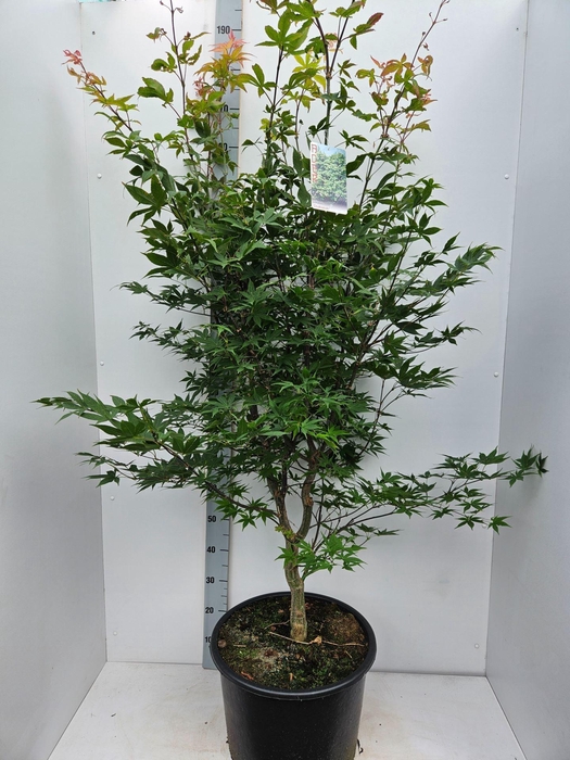 <h4>Acer palmatum Osakazuki</h4>