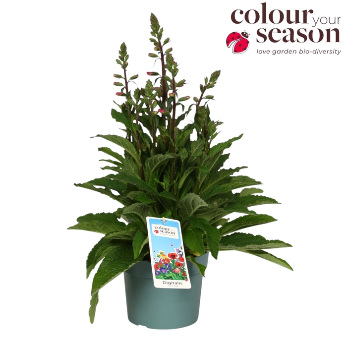 <h4>Digitalis purp. 'Lucas'</h4>