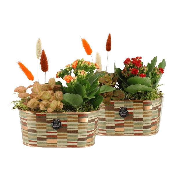 <h4>41575: Treasure time arrangement</h4>