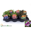 Geranium 3kl Mixtray