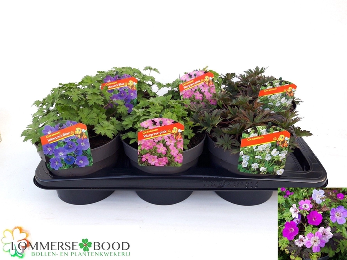 Geranium 3kl Mixtray