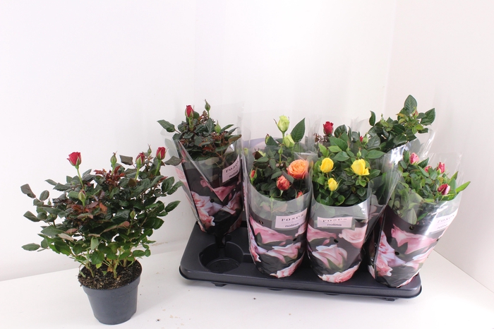 <h4>RO PATHIT GEM 6 SRT</h4>