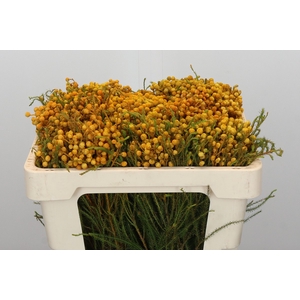 Kaaps Groen Lanug. yellow