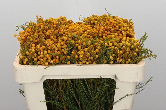 <h4>Kaaps Groen Lanug. yellow</h4>
