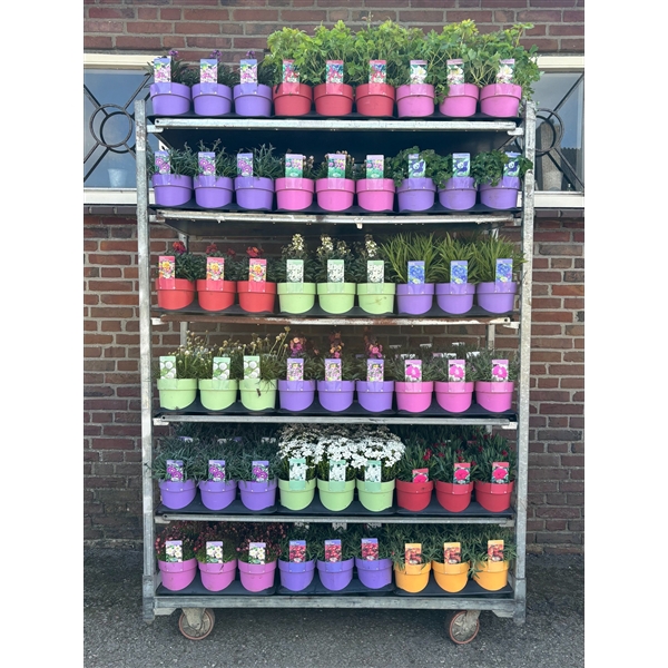 Vaste planten mixkar
