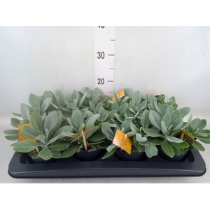 Senecio cephal. 'Mountain Fire'