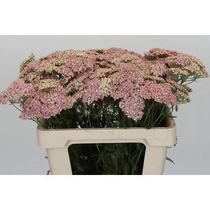 Achillea Millefolium Lachsschönheit