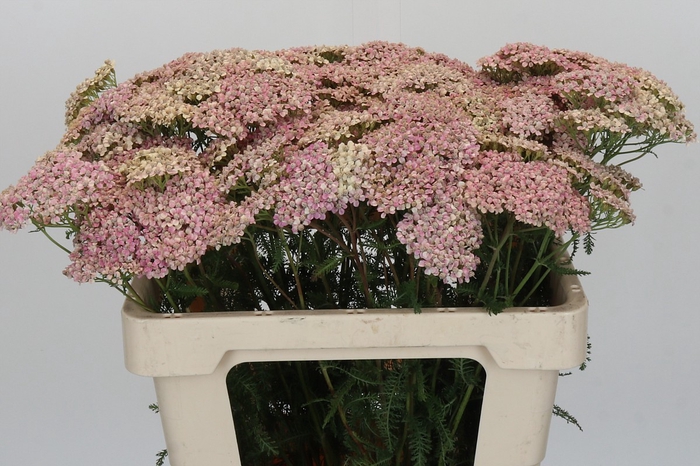 Achillea Millefolium Lachsschönheit