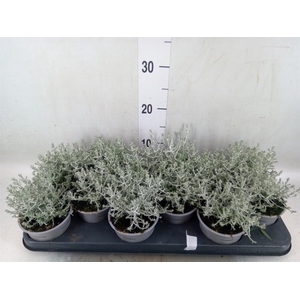 Leucophyta brownii