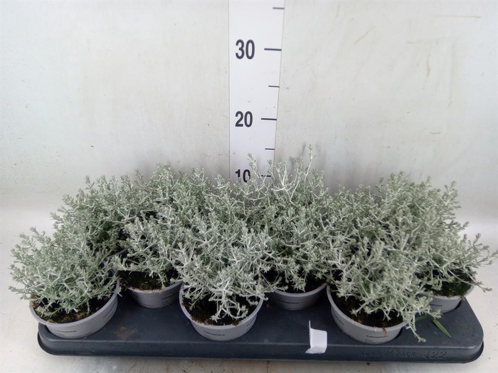 <h4>Leucophyta brownii</h4>