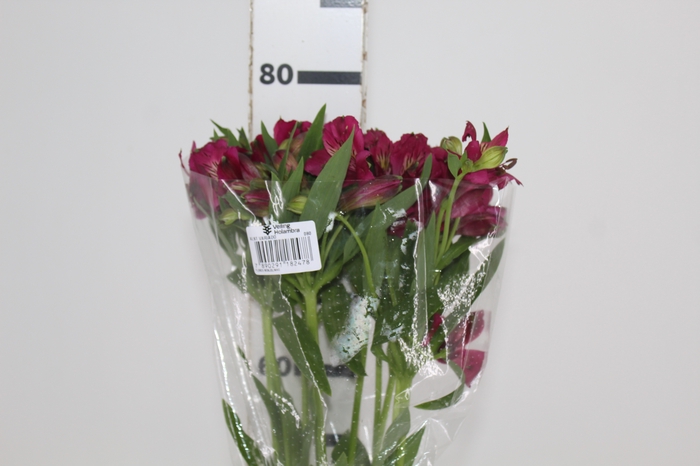 <h4>ALSTROEMERIA NAPOLI 080 CM</h4>