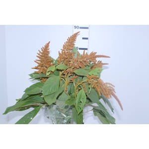 AMARANTHUS DOURADO 070 CM