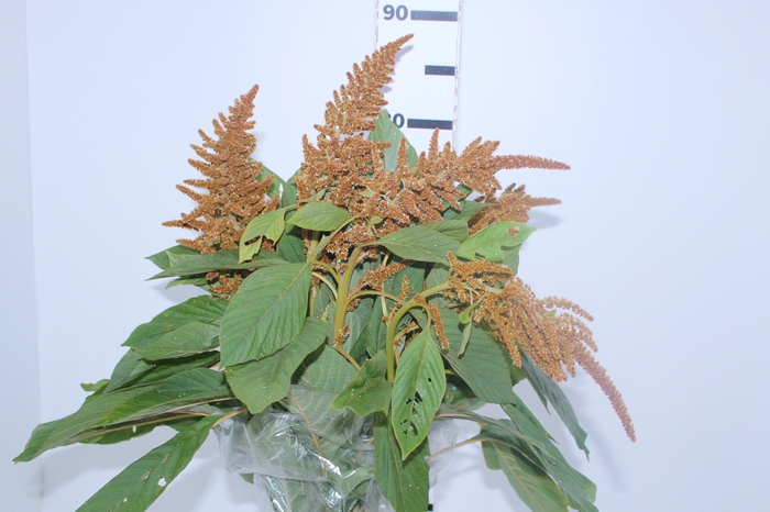 AMARANTHUS DOURADO 070 CM