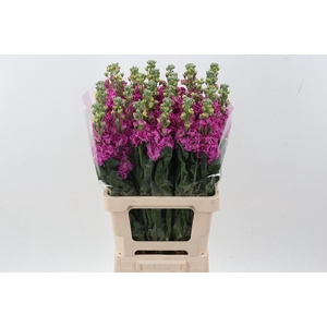 Matth Phantom Hot Pink