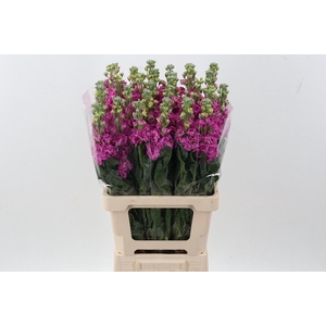 Matth Phantom Hot Pink