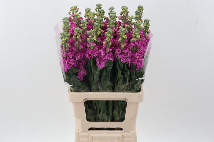 <h4>Matth Phantom Hot Pink</h4>