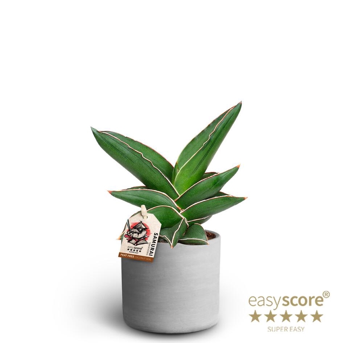 <h4>SANSEVIERIA EHRENBERGII</h4>