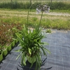 Agapanthus africanus