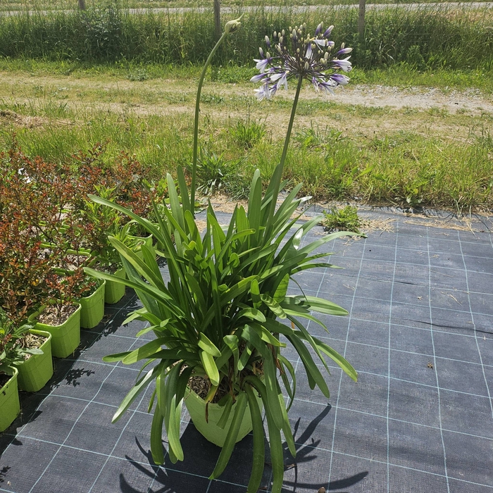 Agapanthus africanus
