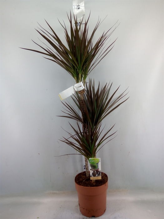 <h4>Dracaena marg. 'Magenta'</h4>