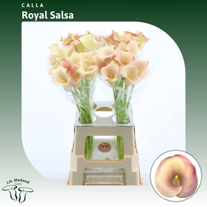 Calla Royal Salsa