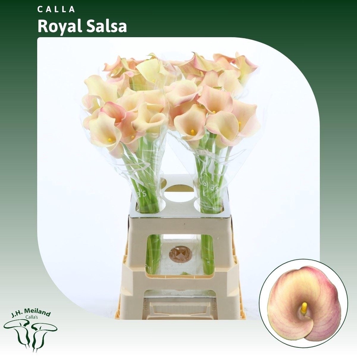 <h4>Calla Royal Salsa</h4>
